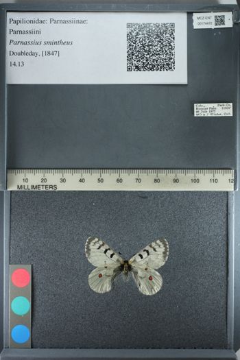 Media type: image;   Entomology 174472